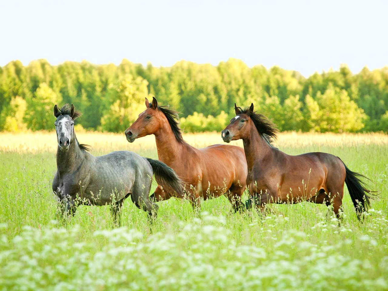 summer-horses-need-worm-count.jpg
