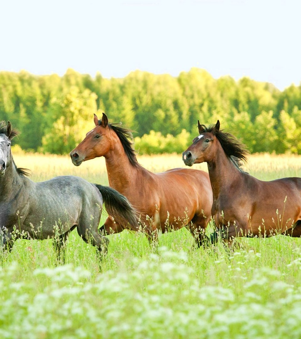 summer-horses-need-worm-count.jpg